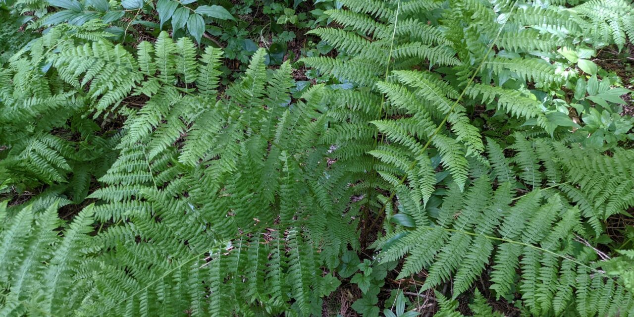 Athyrium filix-femina