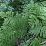 Athyrium filix-femina