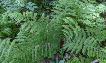 Athyrium filix-femina