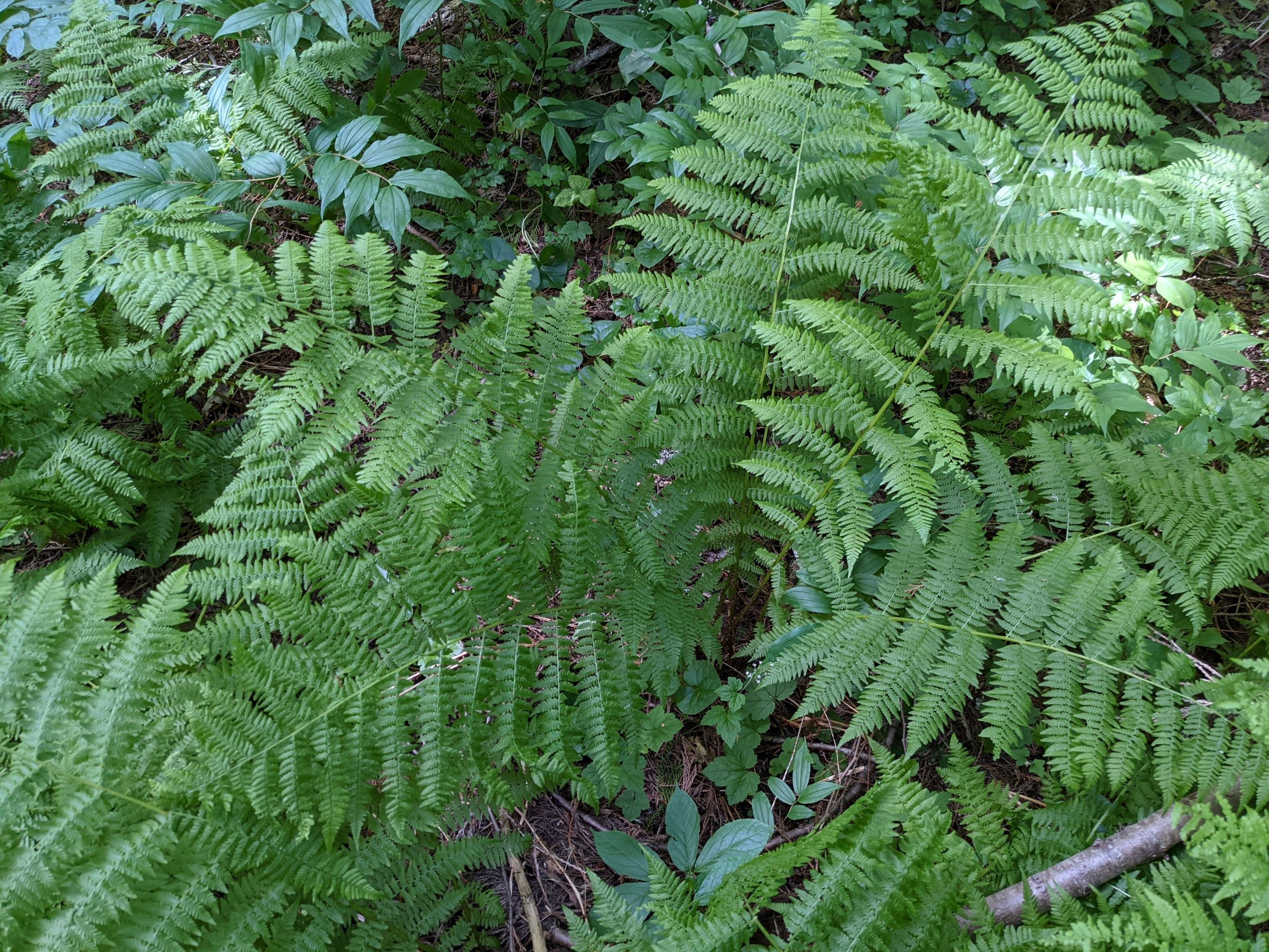 Athyrium filix-femina - Lautrejardin