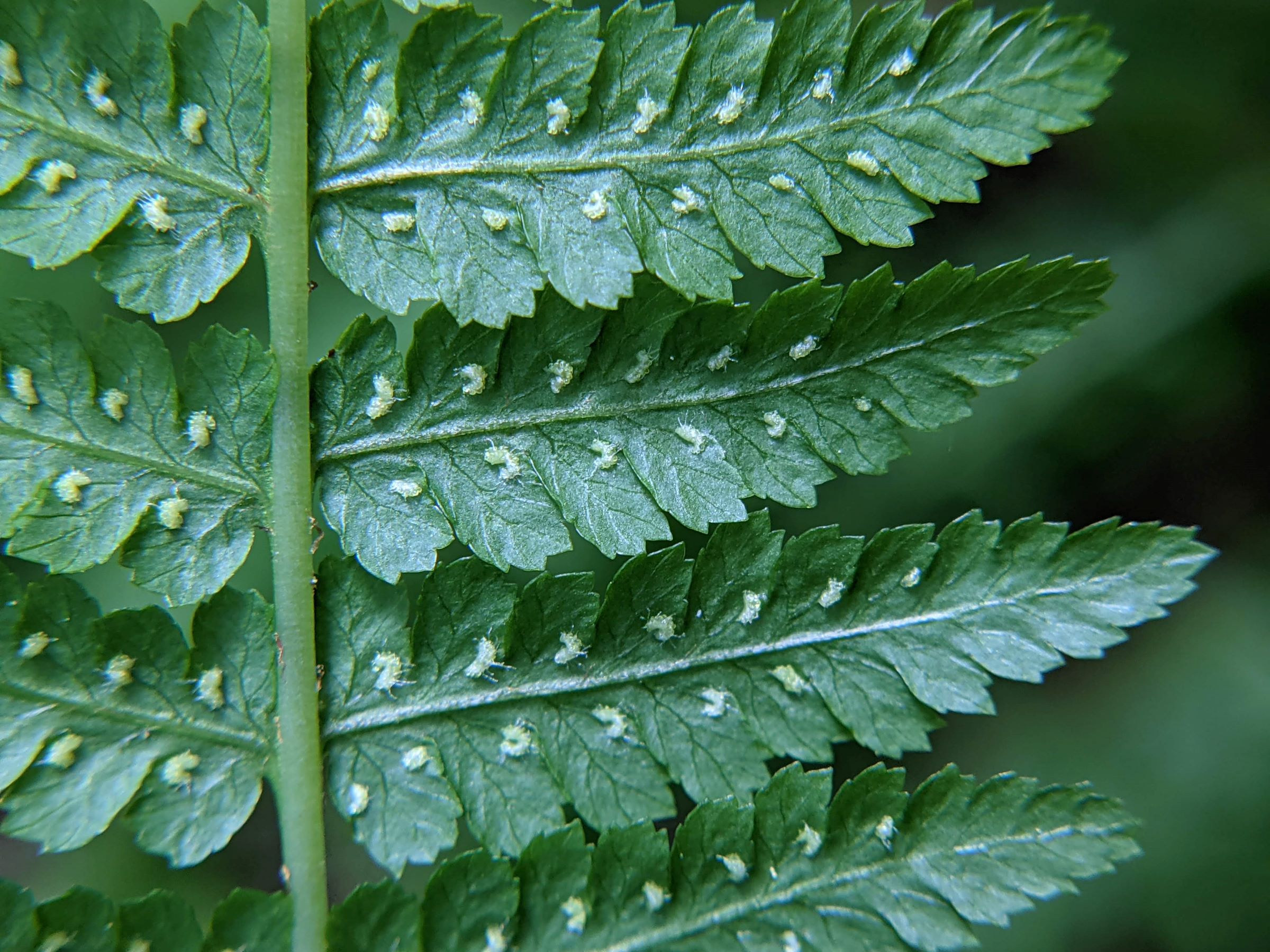 Athyrium filix-femina