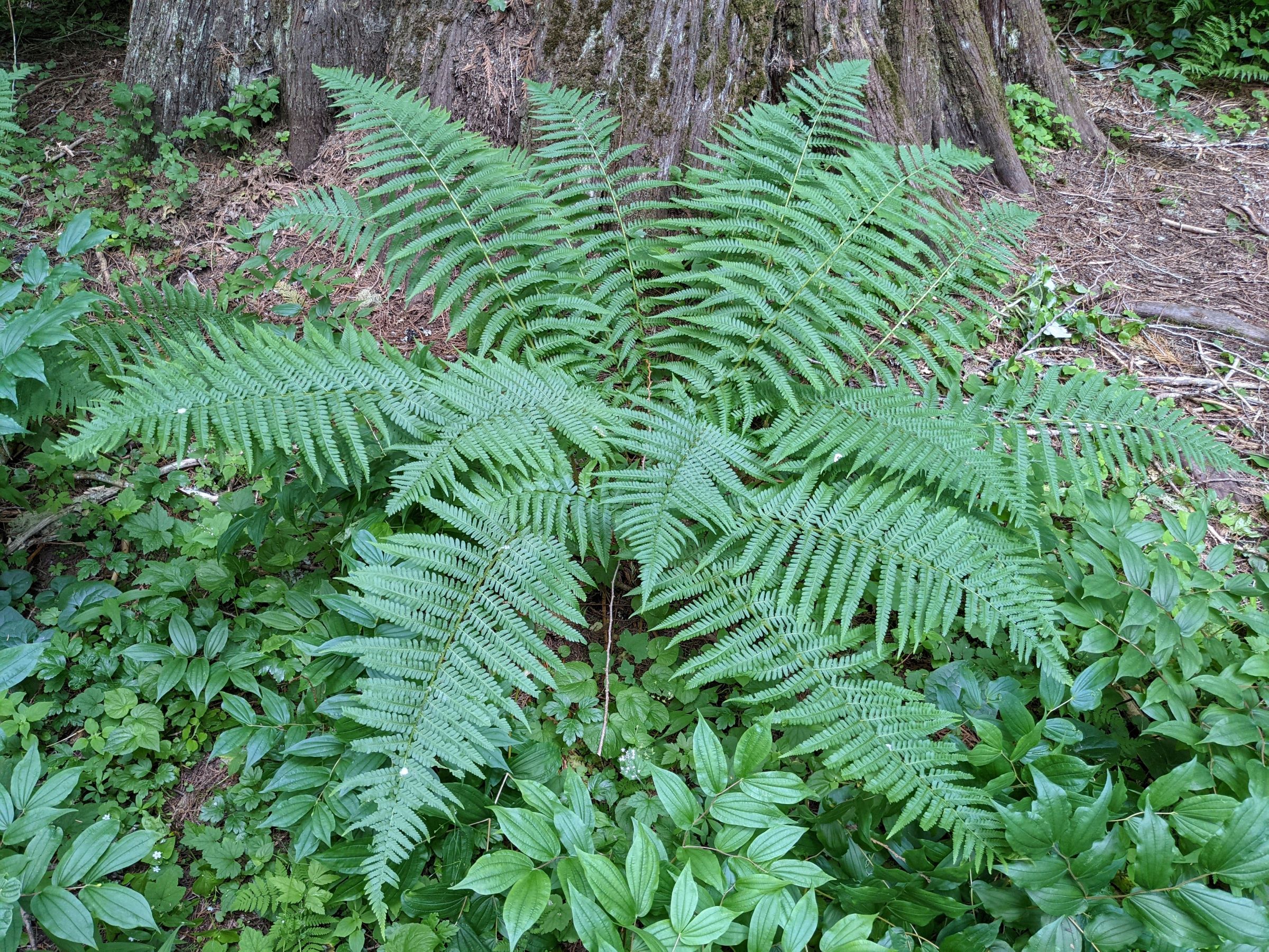 Dryopteris filix-mas | Ferns and Lycophytes of the World