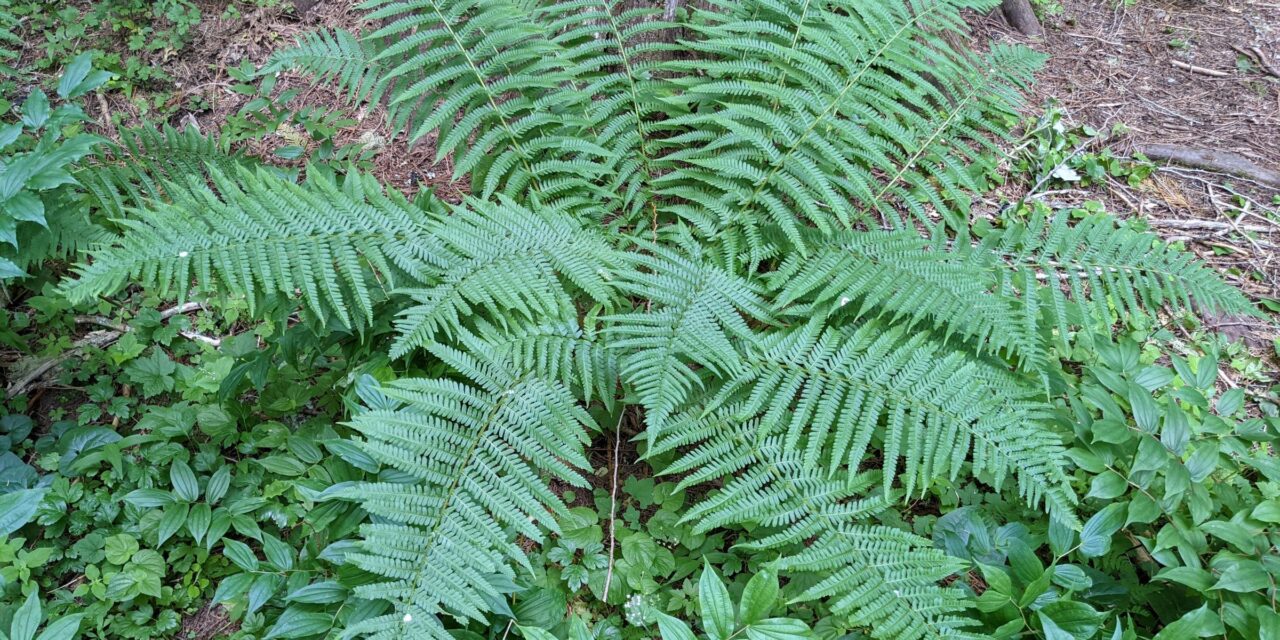 Dryopteris filix-mas