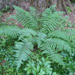 Dryopteris filix-mas