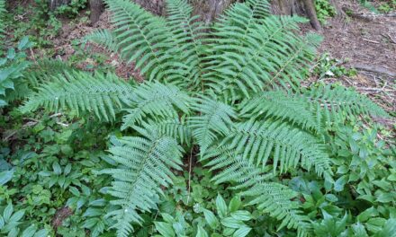 Dryopteris filix-mas