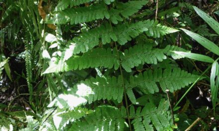 Megalastrum longipilosum