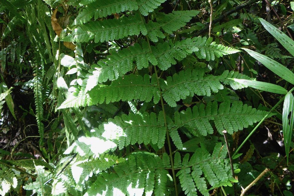 Megalastrum longipilosum