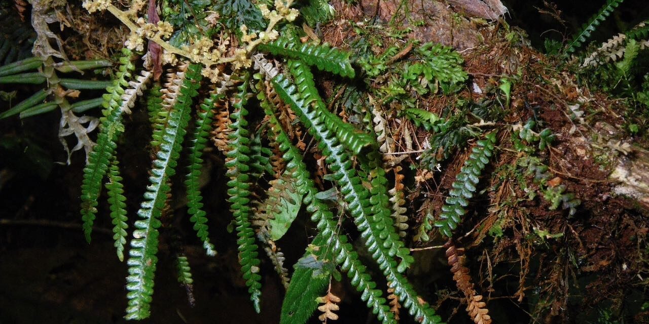 Moranopteris taenifolia