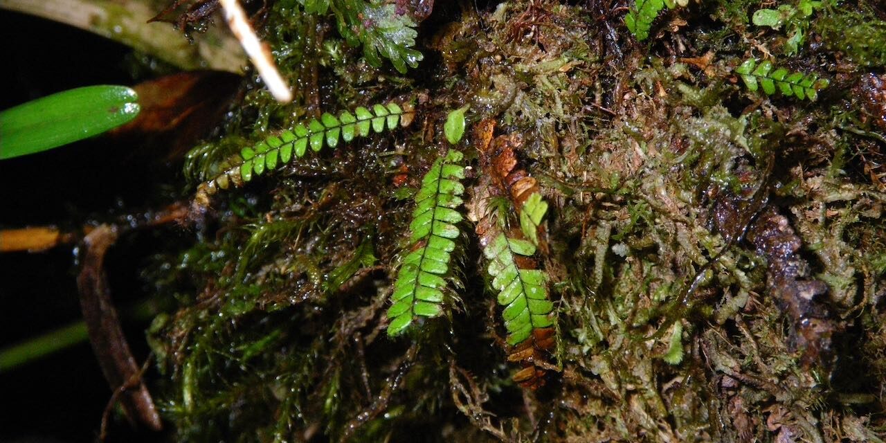 Moranopteris taenifolia