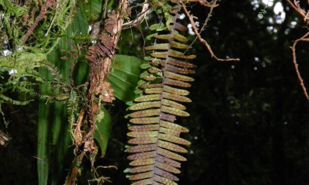 Mycopteris costaricensis