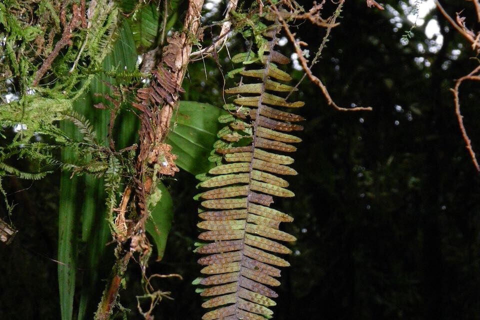 Mycopteris costaricensis