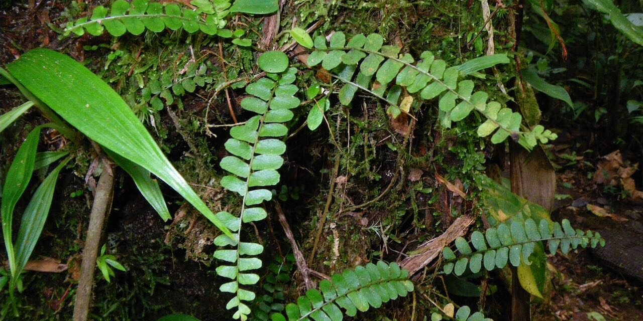 Nephrolepis pectinata