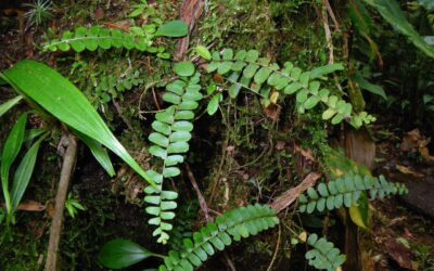 Nephrolepis pectinata