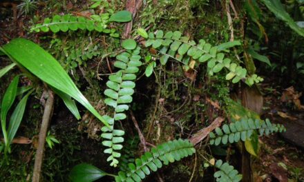 Nephrolepis pectinata