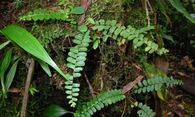 Nephrolepis pectinata