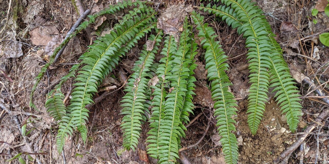 Polystichum lonchitis