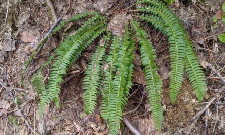 Polystichum lonchitis