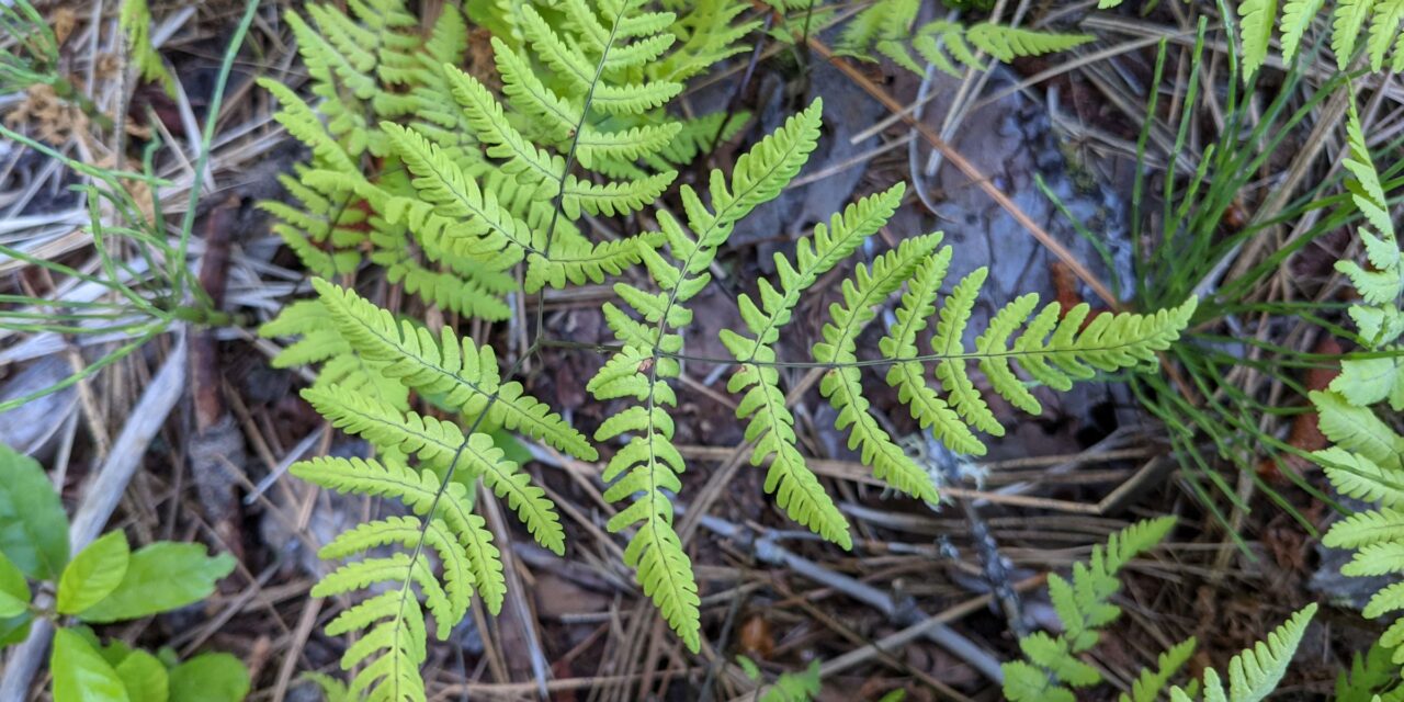 Gymnocarpium disjunctum