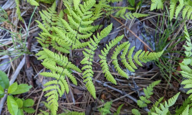 Gymnocarpium disjunctum