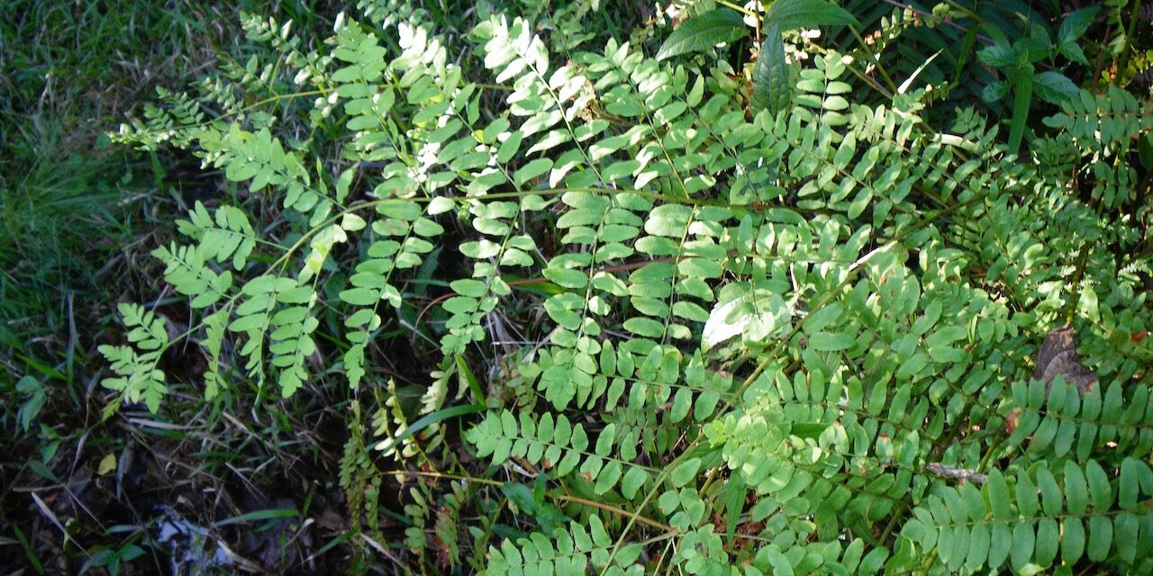 Osmunda regalis