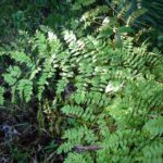 Osmunda regalis