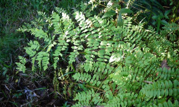 Osmunda regalis