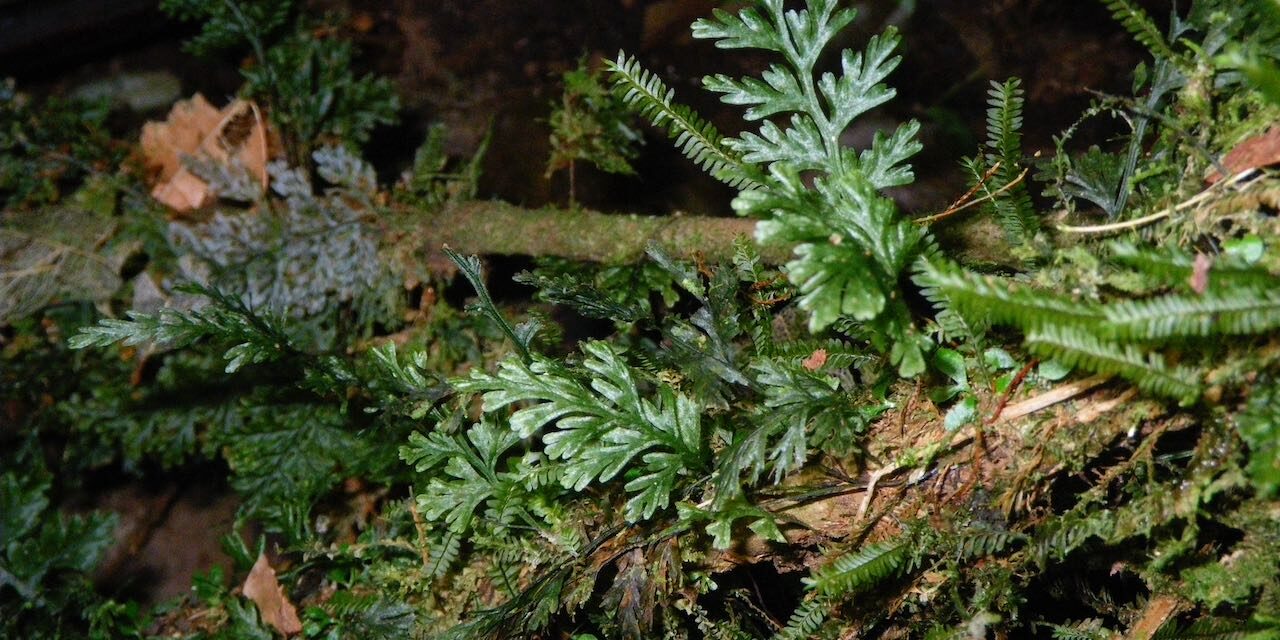 Polyphlebium diaphanum