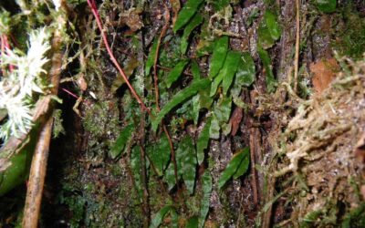 Radiovittaria minima