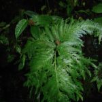 Selaginella oaxacana