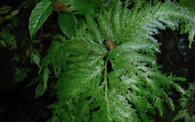 Selaginella oaxacana