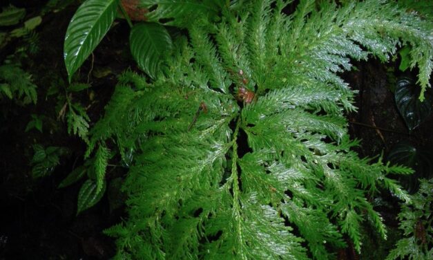 Selaginella oaxacana