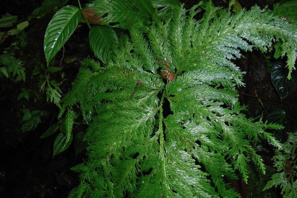 Selaginella oaxacana