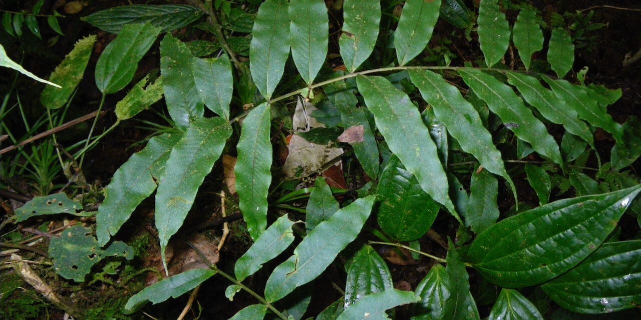 Serpocaulon fraxinifolium