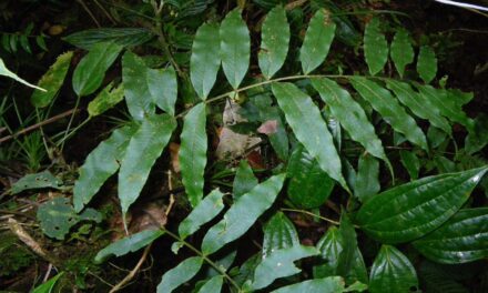 Serpocaulon fraxinifolium