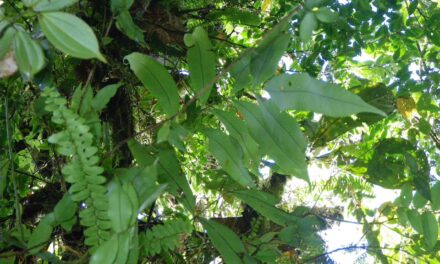 Serpocaulon giganteum