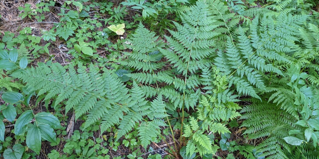 Dryopteris expansa