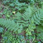 Dryopteris expansa