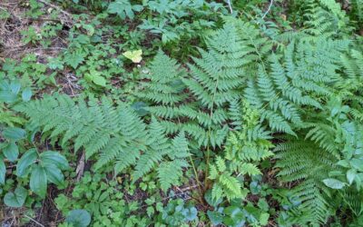 Dryopteris expansa