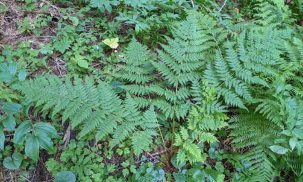 Dryopteris expansa