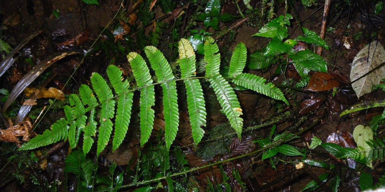 Steiropteris seemannii