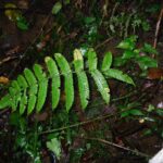 Steiropteris seemannii