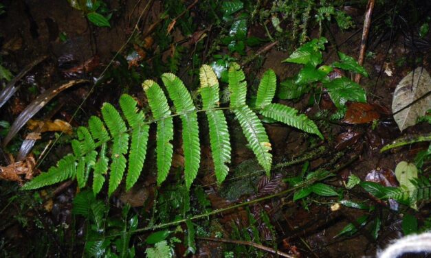 Steiropteris seemannii