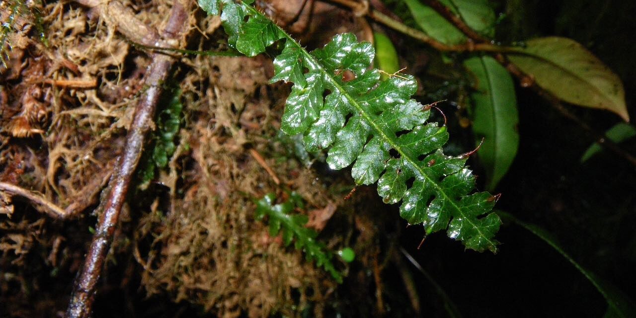 Trichomanes galeottii