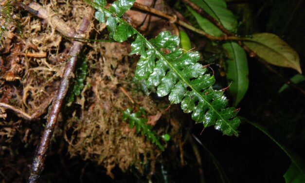 Trichomanes galeottii