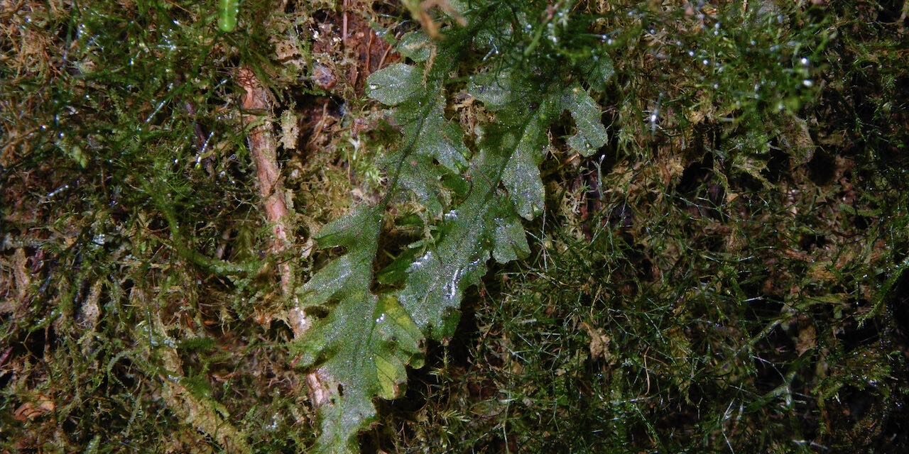 Trichomanes polypodioides