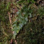 Trichomanes polypodioides