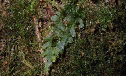 Trichomanes polypodioides