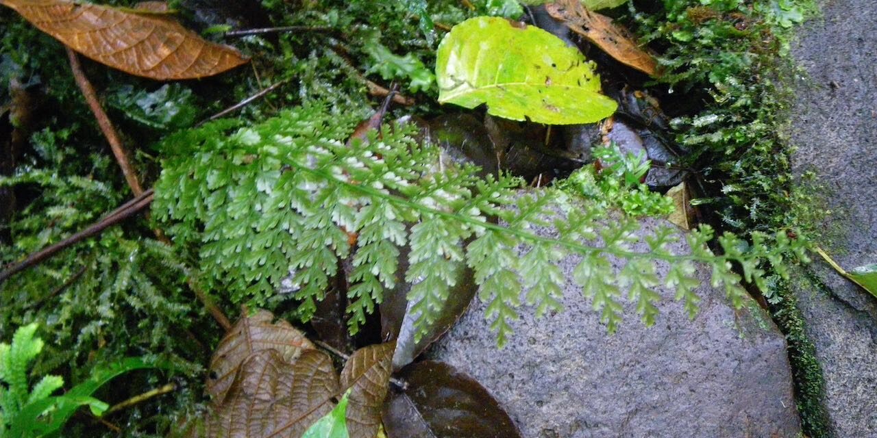 Vandenboschia collariata