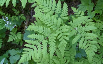 Gymnocarpium disjunctum