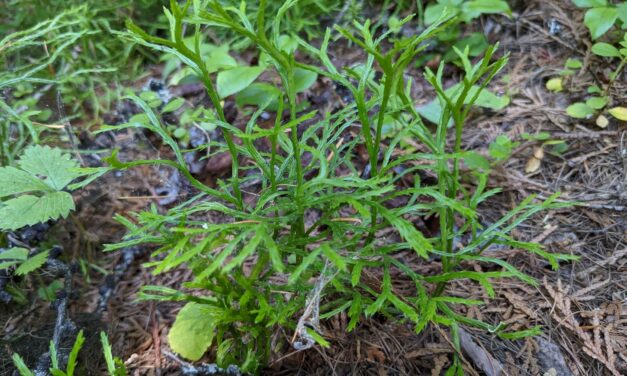 Diphasiastrum complanatum